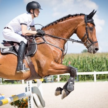Horse jumping with rider