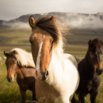 Horses