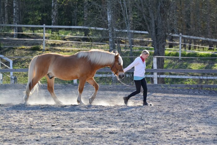A woman leading a light brown horse around a paddock.