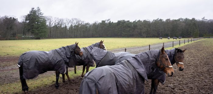 horses in a field wearing rugs