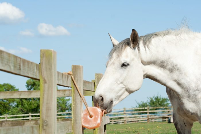 A white horse enjoying a salt lick