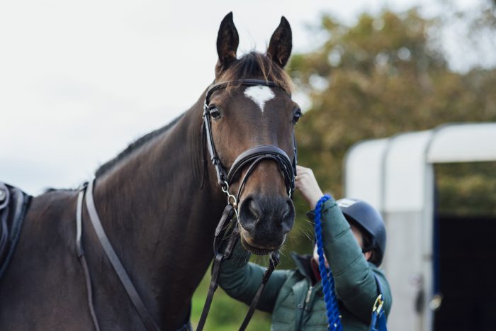bridles at Oakfield