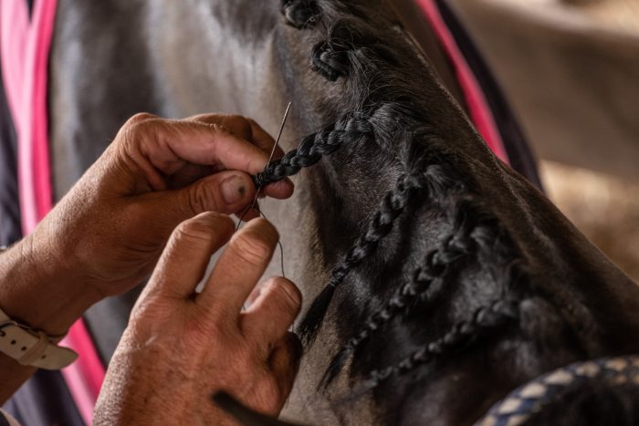 Horse braids being sewn to secure.