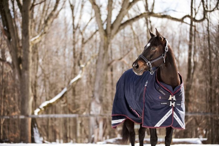 Horse in navy blue turnout rug
