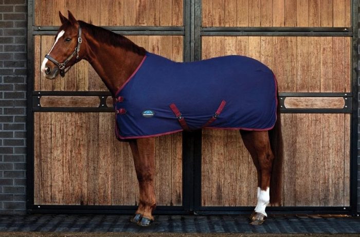 horse in navy blue stable rug