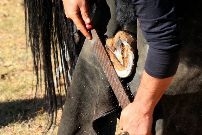 Hoof maintenance 