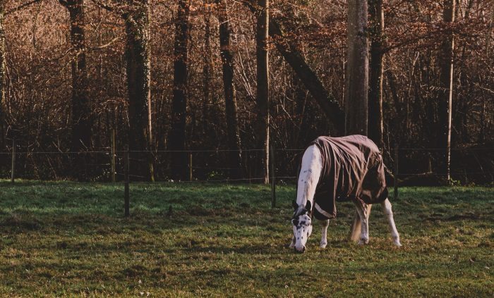 Horse in a turnout rug in a field