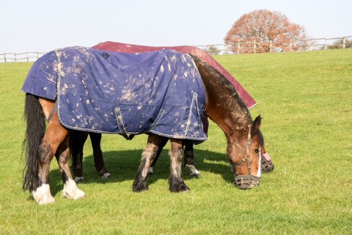 Horse in a dirty navy blue turnout rug