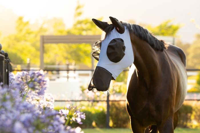 Brown horse in a light blue LeMieux fly mask