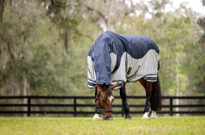 Brown horse grazing in a blue LeMeiux Arika Shower-Tek Horse Rug