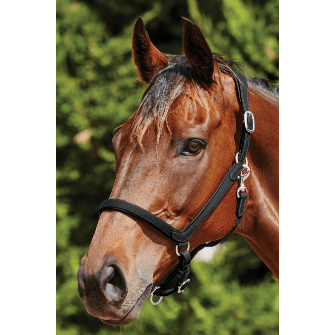 Collegiate  Comfitec Leather Headcollar - Black