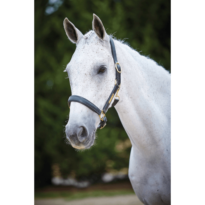 Kincade  Leather Name Plate Headcollar - Black