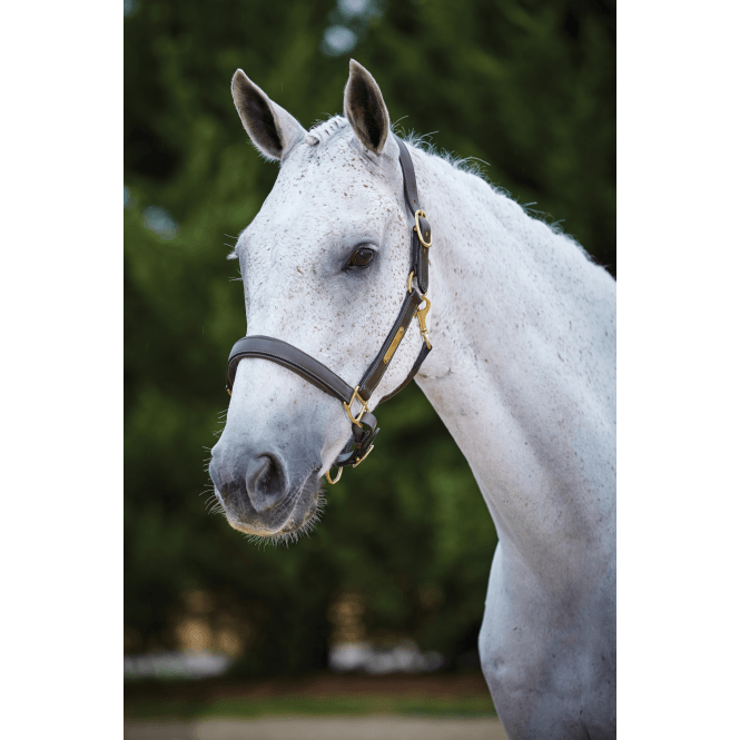 Kincade  Leather Name Plate Headcollar - Brown