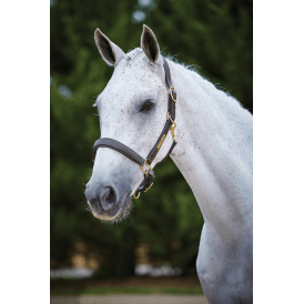 Kincade Leather Name Plate Headcollar - Brown