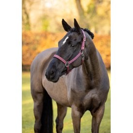LeMieux Neoprene Yard Headcollar - Navy Blue or Burgundy