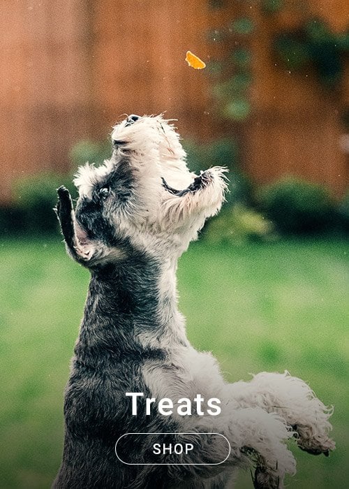 Dog - Treats