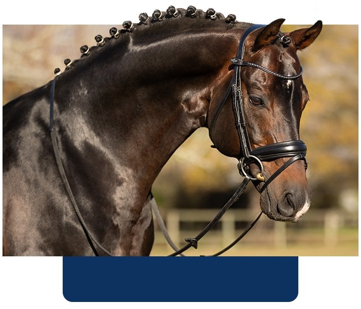 Bridles