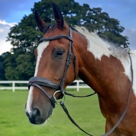 Pravoak Dressage Bridle With Dressage Reins - Brown
