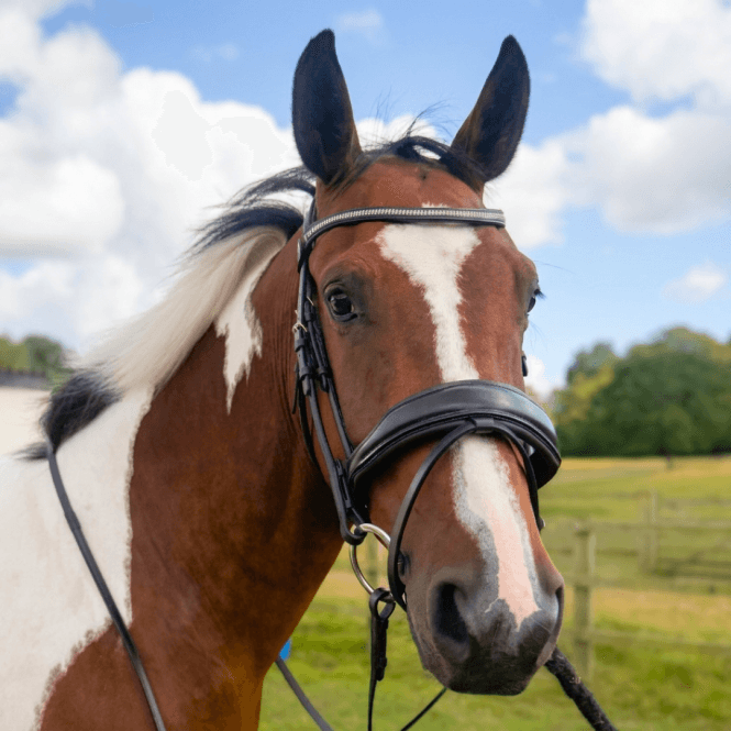 Pravoak  Rolled Sparkle Dressage Bridle With Dressage Reins - Black