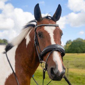 Pravoak Rolled Sparkle Dressage Bridle With Dressage Reins - Black