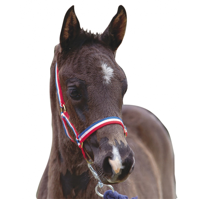 Roma  Foal Headcollar