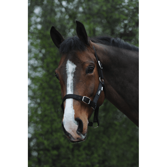 Saxon  Economy Headcollar - Black