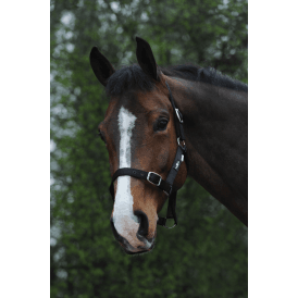 Saxon Economy Headcollar - Black