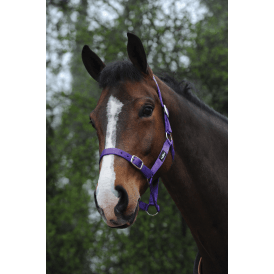 Saxon Economy Headcollar - Purple