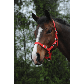 Saxon Economy Headcollar - Red