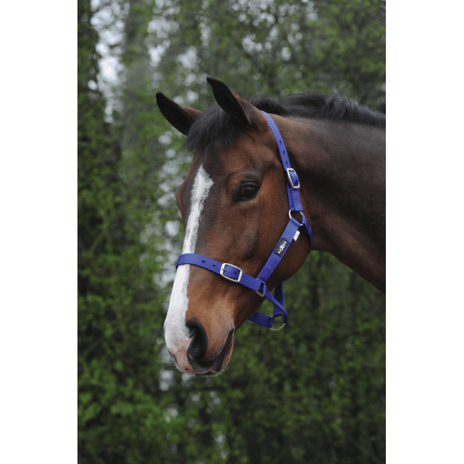 Saxon  Economy Headcollar - Royal Blue