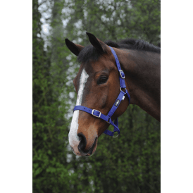 Saxon Economy Headcollar - Royal Blue