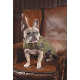Shires Digby & Fox Tweed Dog Coat - Red/Yellow/Blue Check