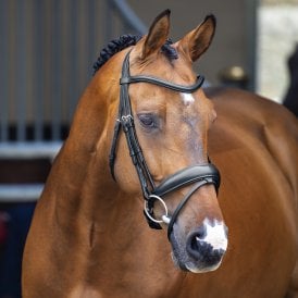 Shires Lusso Dressage Flash Bridle