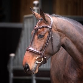 Shires Lusso Elite Padded Cavesson Bridle