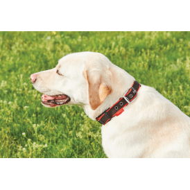 Weatherbeeta Therapy-Tec Dog Collar - Black/Red